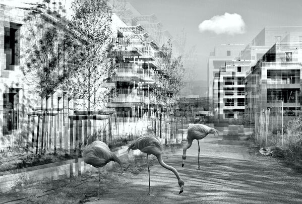 Photograph Christian Marcel Eco Neighborhood on One Eyeland